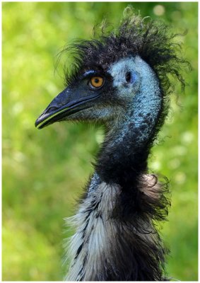 emu1.jpg