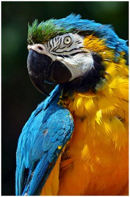 blueGOLDmacaw1.jpg