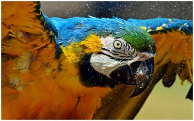 blueGOLDmacaw2.jpg