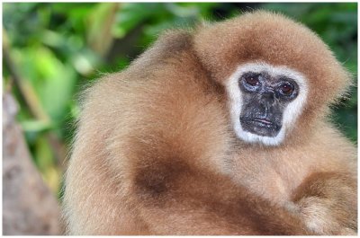 whiteHandedGibbon1.jpg