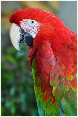 redAndGreenMacaw1.jpg