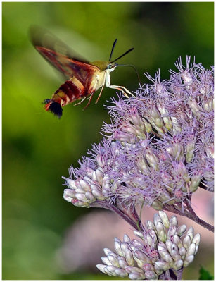 hummingbirdMoth2.jpg
