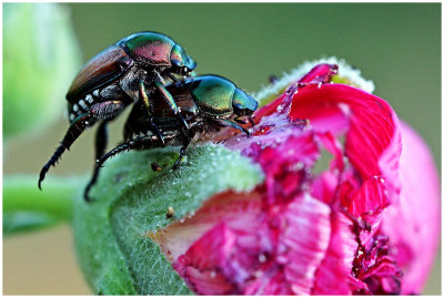 Japanese Beetles 1.jpg