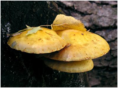 mushroom1.jpg