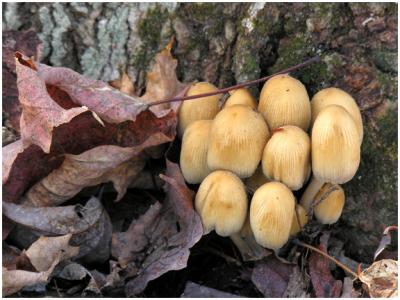 mushroom2.jpg