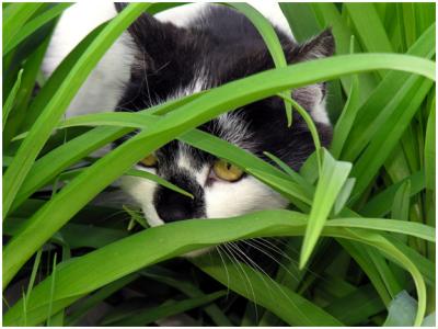 A Cat in the Grass