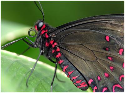 Black-Red Butterfly
