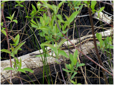 Eastern Ribbon Snake