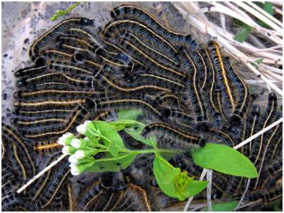 Catapillar Carpet