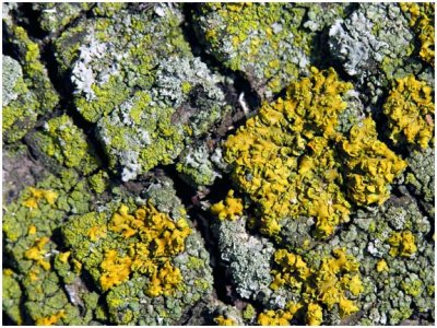 lichens.jpg
