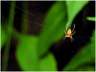 Common Orb Spider