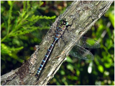 Canada Darner