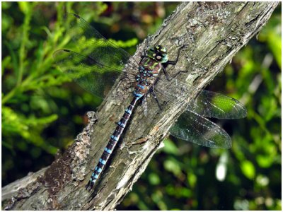 Canada Darner