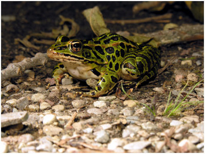 Leopard Frog on the Rocks