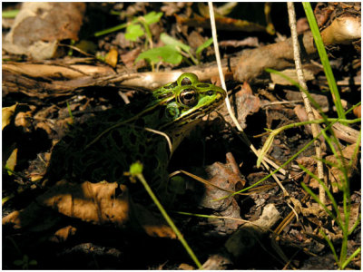 Leopard Frog in the Shadows