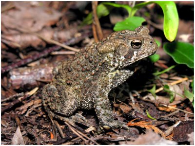 American Toad