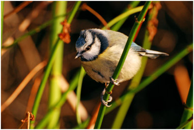 blueTit2.jpg