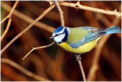 blueTit4.jpg