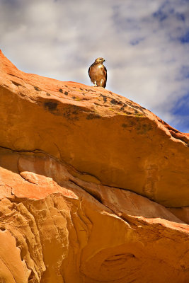 Falcon-on-red-rock.jpg