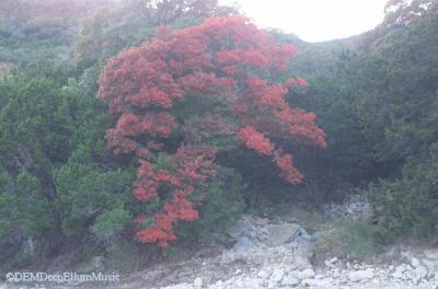 Lost Maples in Texas Hill Country