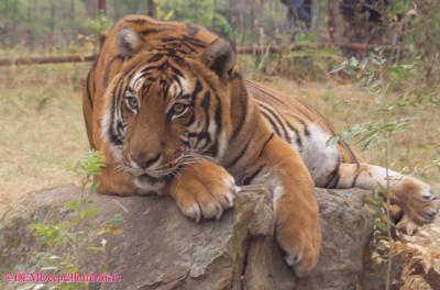 TIGER Rescue Group