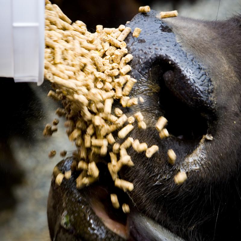 gluttony