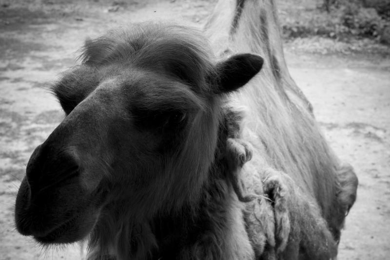 camel