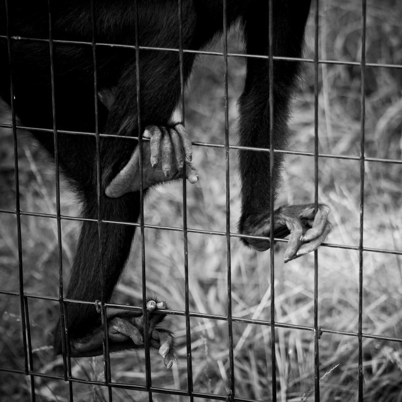 monkey hands