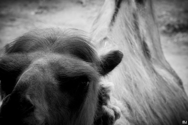 joe camel