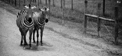 Zebras (Click Below for Gallery)
