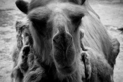 camel gaze