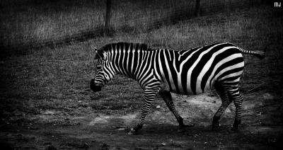 dark zebra