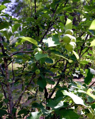 Fruit4-11-63nx2jw.jpg