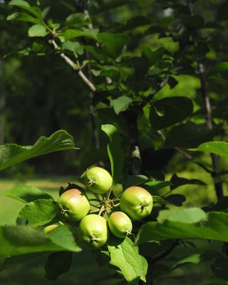 Fruit4-11-66nx2jw.jpg