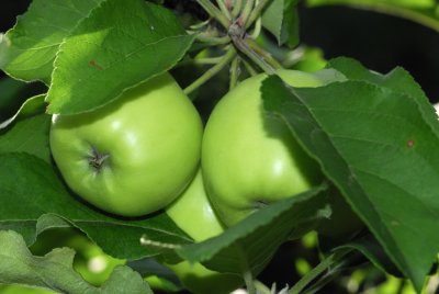 Apples440nx2jw.jpg