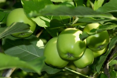 Apples441nx2jw.jpg