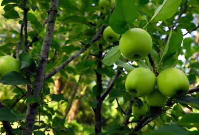Apples518nx2jw.jpg