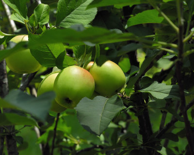 Apples561nx2jw.jpg