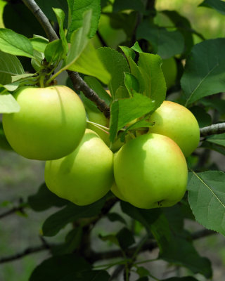 Apples567nx2jw.jpg