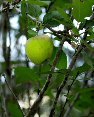 Apples2-616nx2jw.jpg