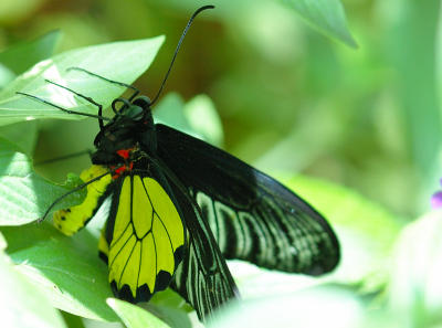 BtrFlyRnFst035jcw.jpg