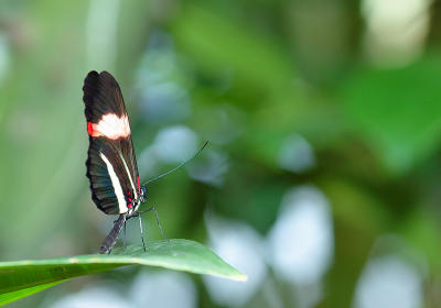 BtrFlyRnFst037jcw.jpg