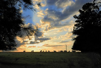 CowFld1-13-8-16w.jpg
