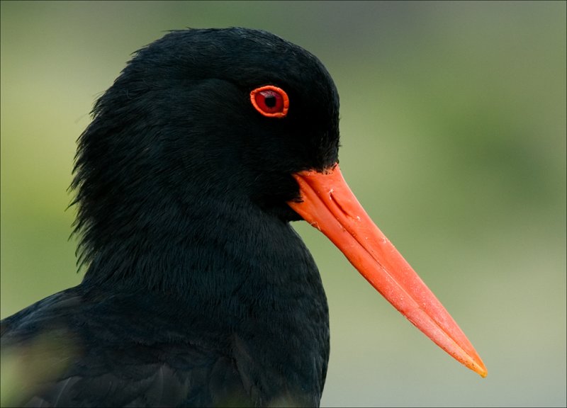 Variable Oystercatcher (Toreapango)