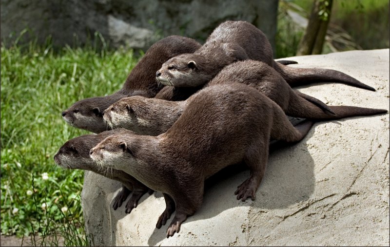 Inquisitive Otters