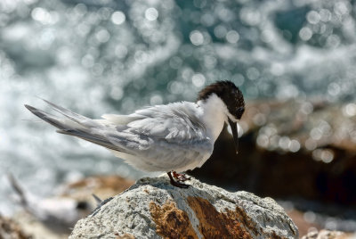 Tarapiroe, the black–fronted tern