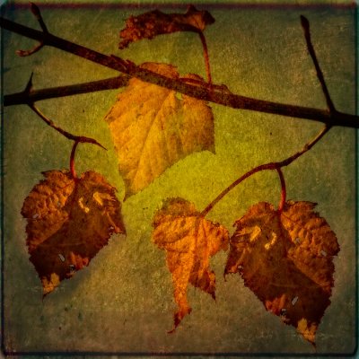 Autumn impression