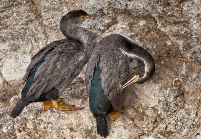 Spotted Shags (Cormorants)