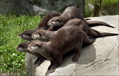 Inquisitive Otters