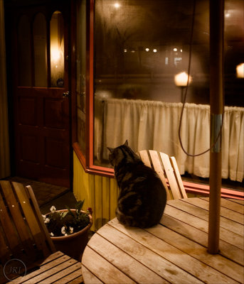 Cat on a cold wooden table